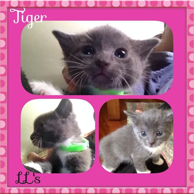 Photo of Tiger 