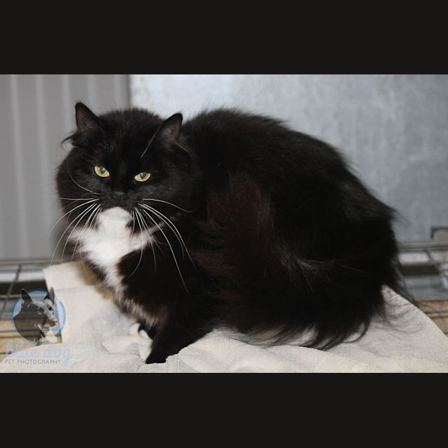 Photo of Sissy (C720)