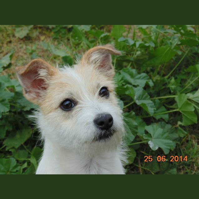 Photo of Dasiy