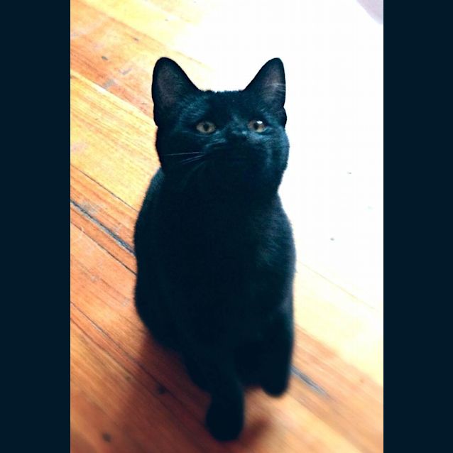 Photo of Pepper