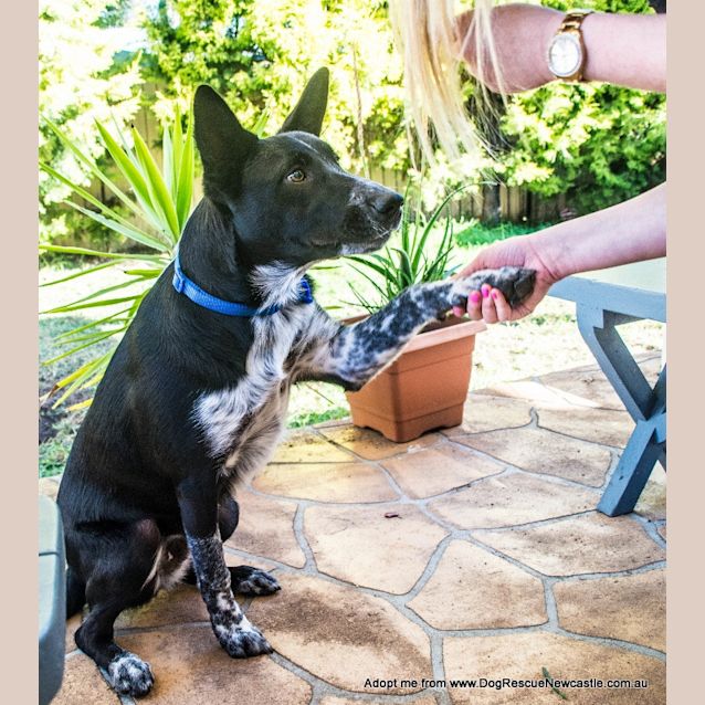 Photo of Banjo (On Trial With The Raaf 3/9/14)