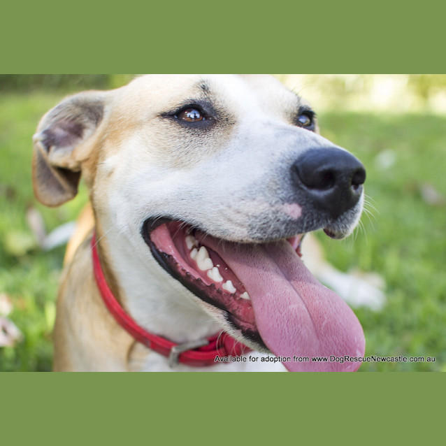 Photo of Bella (On Trial 24/8/14) ~ Well Trained Fun Loving