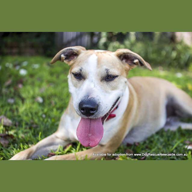 Photo of Bella (On Trial 24/8/14) ~ Well Trained Fun Loving