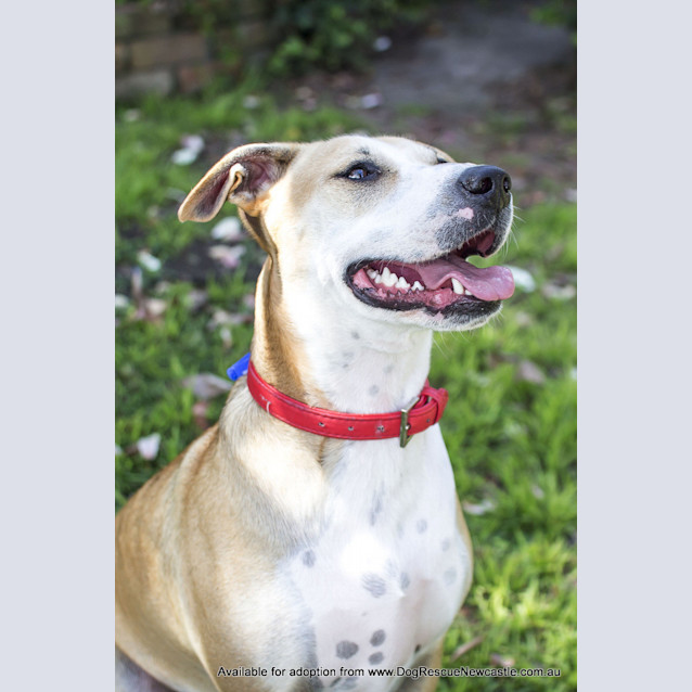 Photo of Bella (On Trial 24/8/14) ~ Well Trained Fun Loving