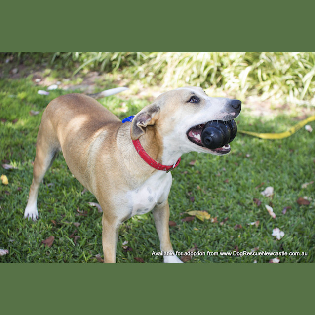 Photo of Bella (On Trial 24/8/14) ~ Well Trained Fun Loving