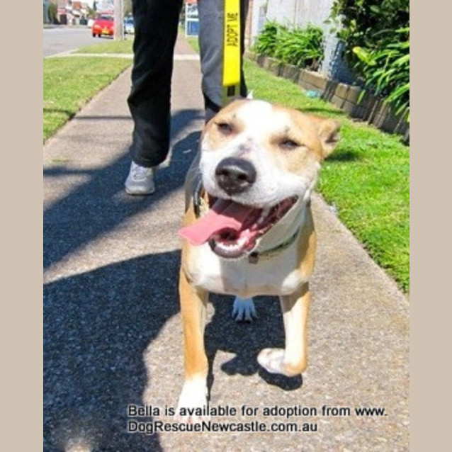 Photo of Bella (On Trial 24/8/14) ~ Well Trained Fun Loving