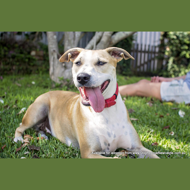 Photo of Bella (On Trial 24/8/14) ~ Well Trained Fun Loving