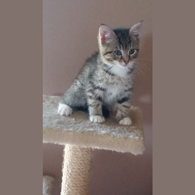 Photo of Wheezy