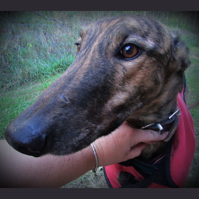 Photo of Very Clever, Very Gentle "Ardie". Brisbane
