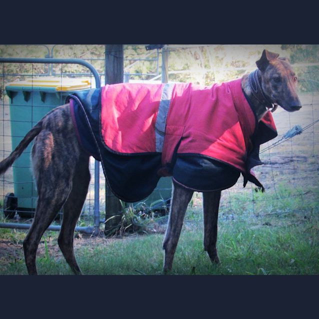 Photo of Very Clever, Very Gentle "Ardie". Brisbane