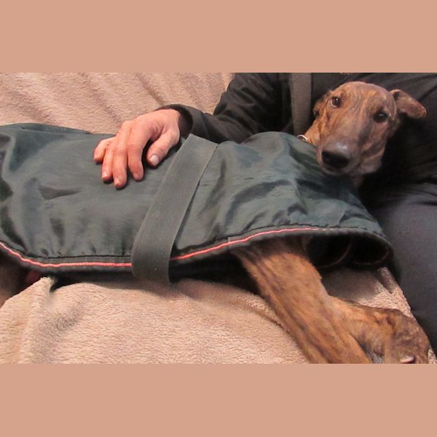 Photo of Very Clever, Very Gentle "Ardie". Brisbane