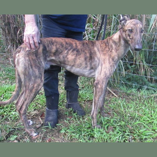Photo of Very Clever, Very Gentle "Ardie". Brisbane