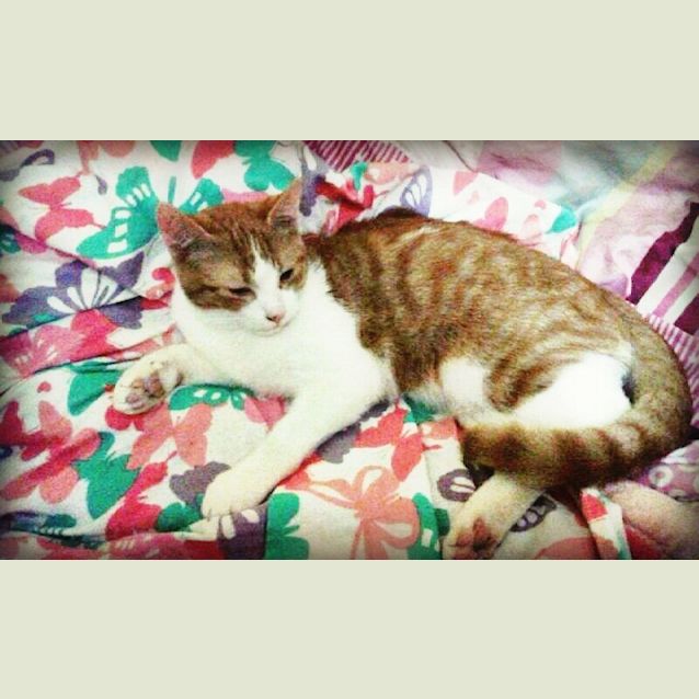 Photo of George (R1809) 