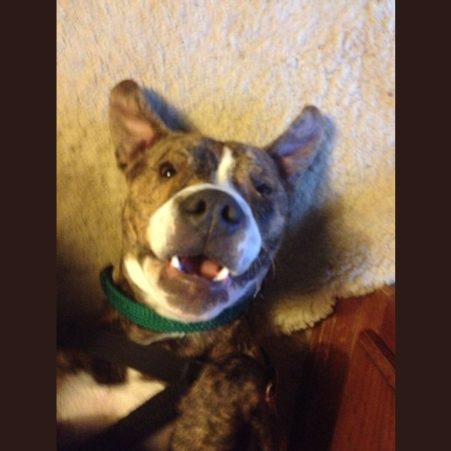 Photo of Jazza...Cat And Dog Friendly
