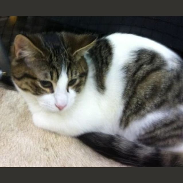 Photo of Ollie