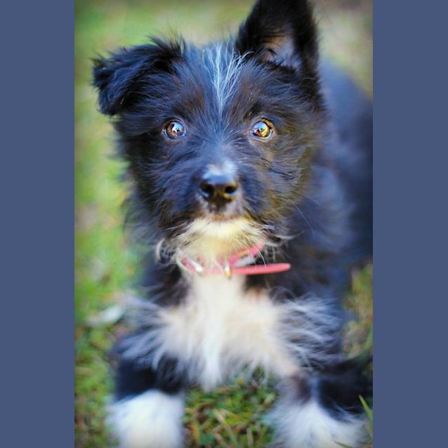 Photo of Boo 