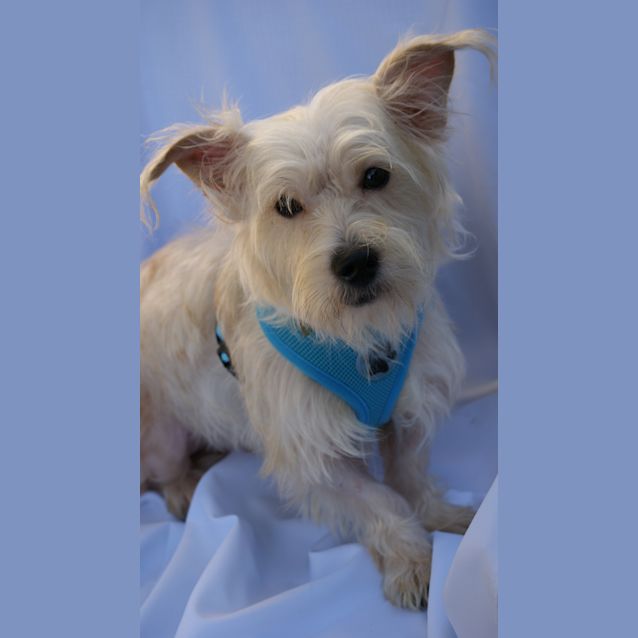Photo of Fergus
