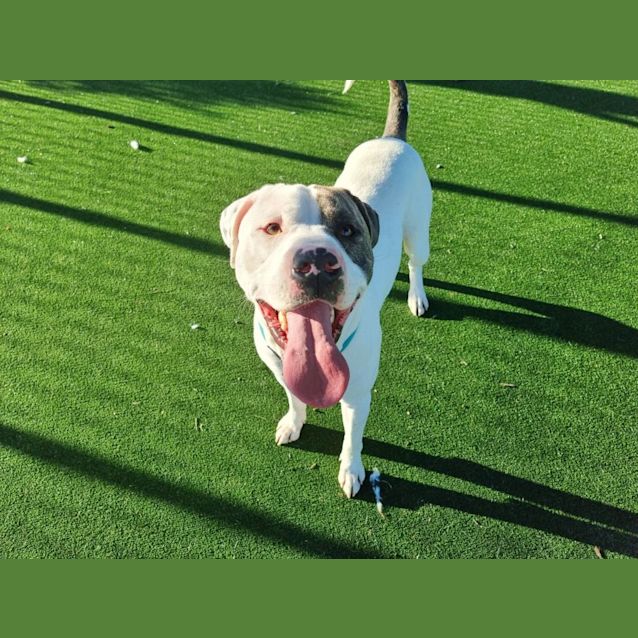 Photo of Rocky Imp 24