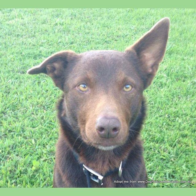 Photo of Hunta The Red Kelpie (On Trial 14/9/14)