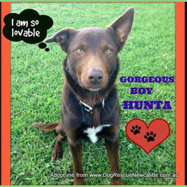 Photo of Hunta The Red Kelpie (On Trial 14/9/14)
