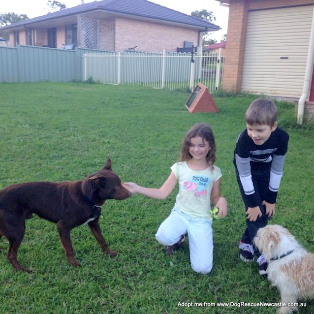 Photo of Hunta The Red Kelpie (On Trial 14/9/14)