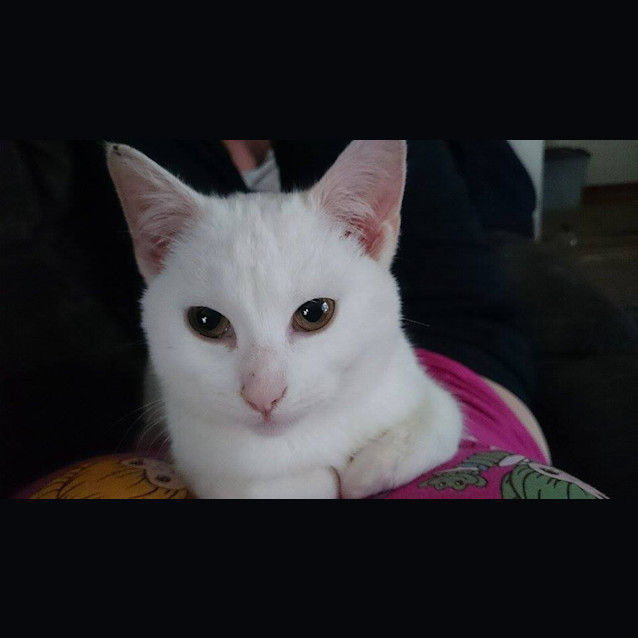 Photo of Marshmellow