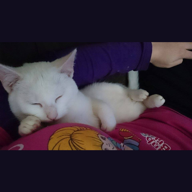 Photo of Marshmellow