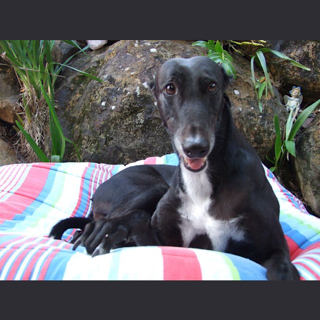 Photo of "Tinka" The Serene One.  Brisbane