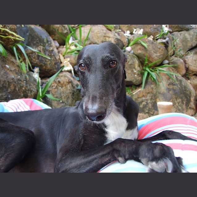 Photo of "Tinka" The Serene One.  Brisbane
