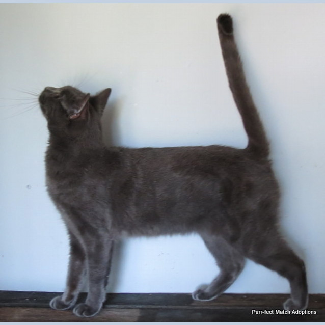 Photo of "Natalia" Purrfect Match