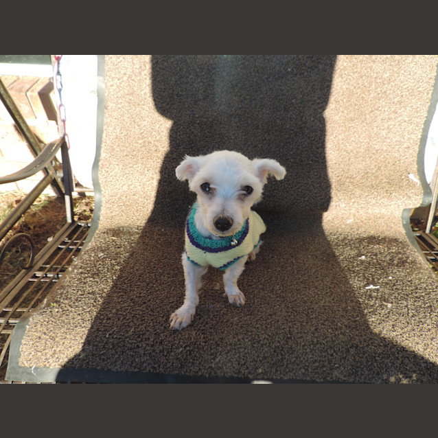 Photo of Cooper