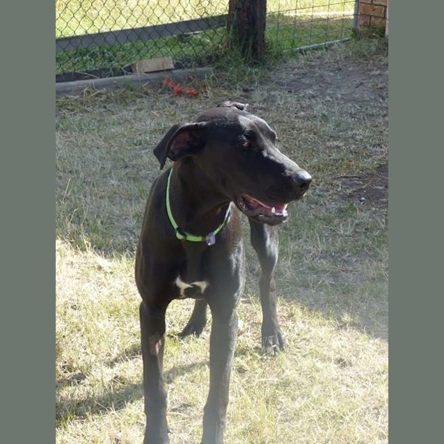 Photo of Zulu
