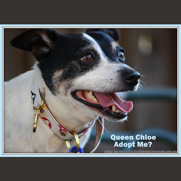 Photo of Queen Chloe ~ Rehomed 2/11/14