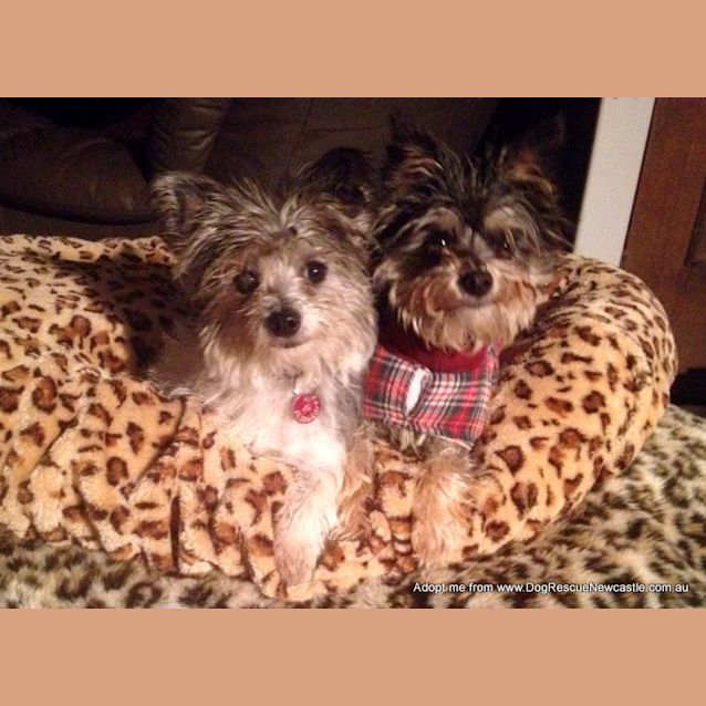 Photo of Brian & Duncan (On Trial 9/8/14) ~ Fun 3yo Pair ~