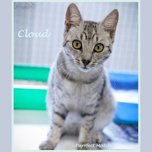 Photo of "Cloud (Yuki)"   Purrfect Match