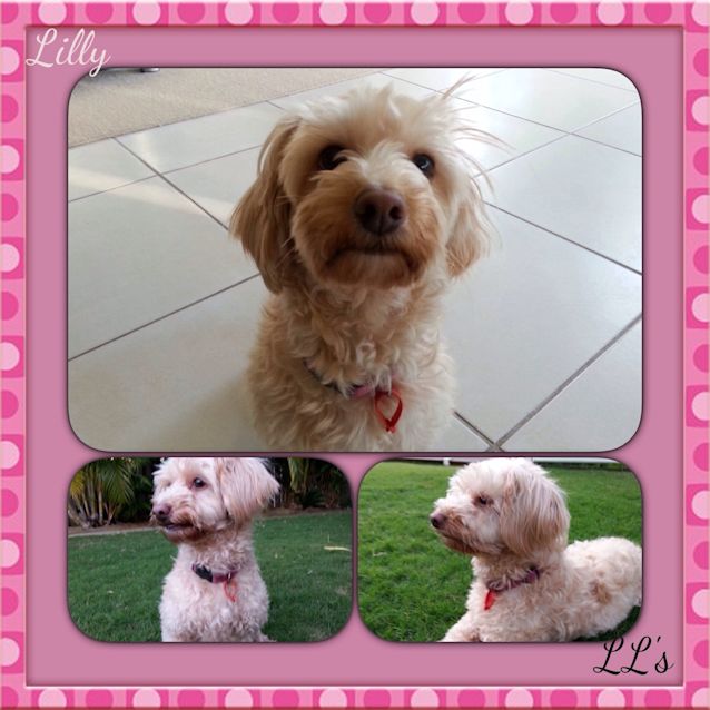 Photo of Lilly