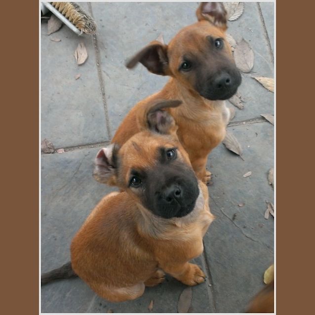 Photo of Six Puppies