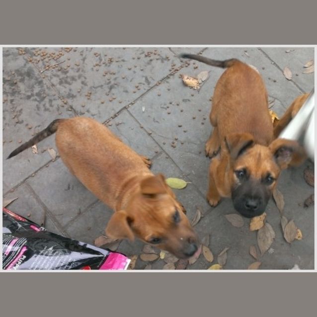 Photo of Six Puppies