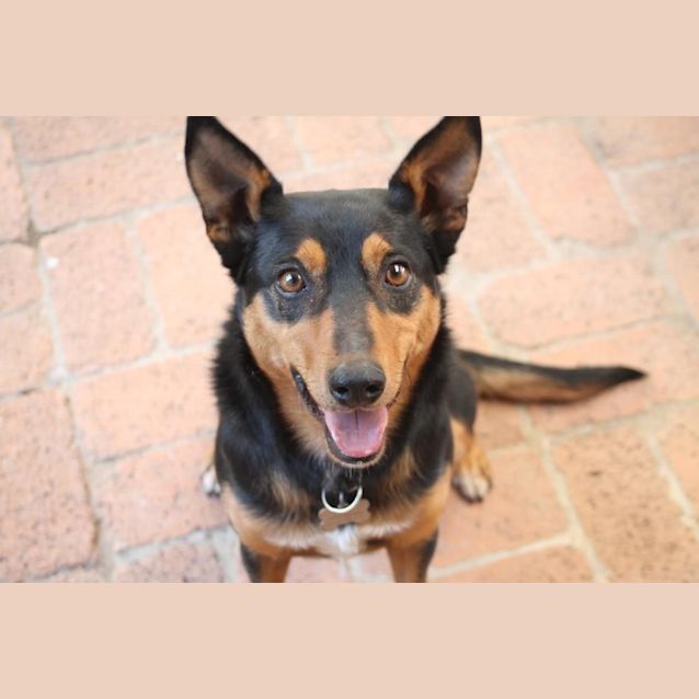 Photo of Grug ~ 2yo Kelpie Girl (Rehomed By Owner)