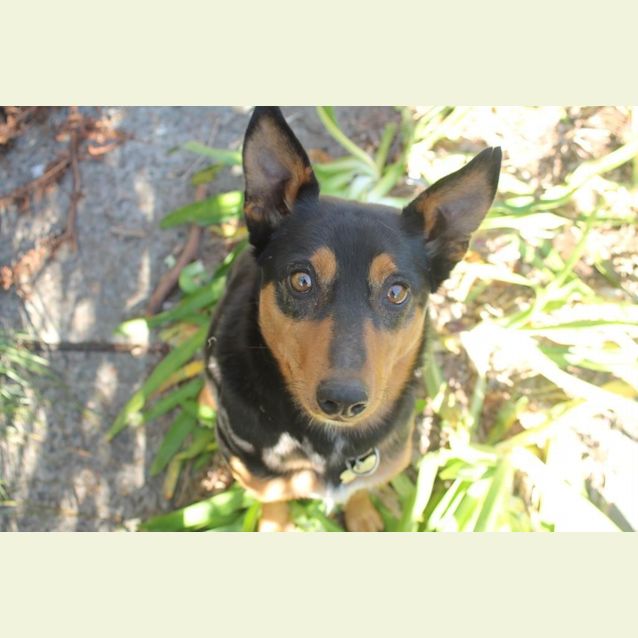 Photo of Grug ~ 2yo Kelpie Girl (Rehomed By Owner)