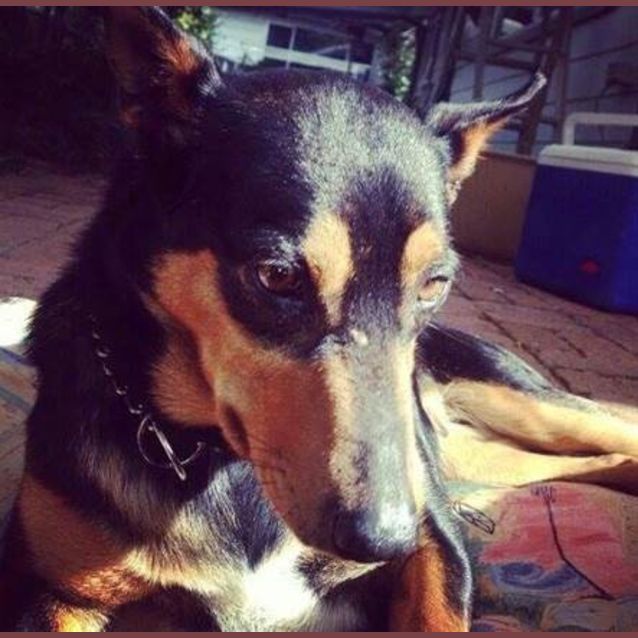 Photo of Grug ~ 2yo Kelpie Girl (Rehomed By Owner)