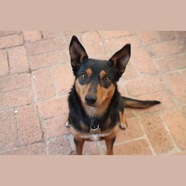 Photo of Grug ~ 2yo Kelpie Girl (Rehomed By Owner)