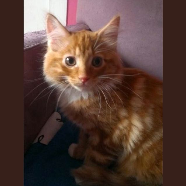 Photo of Dermott