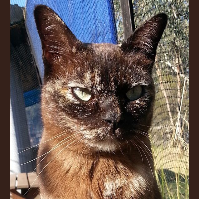 Photo of Bella (Burmese Cross)