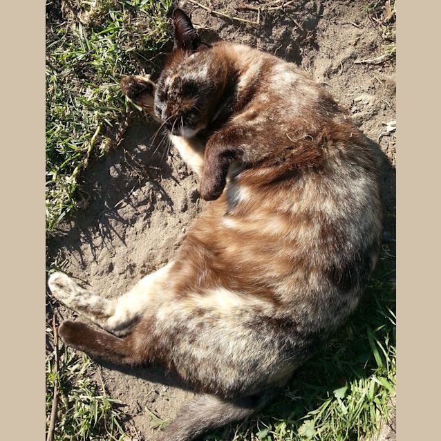 Photo of Bella (Burmese Cross)