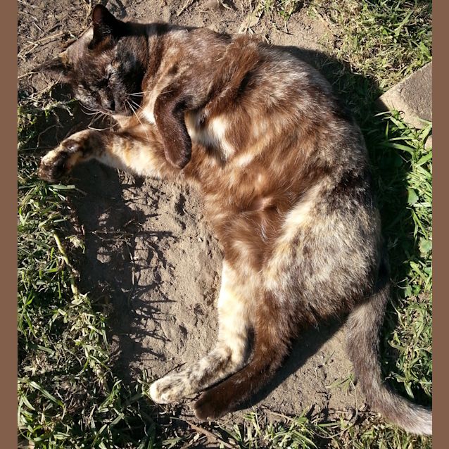 Photo of Bella (Burmese Cross)