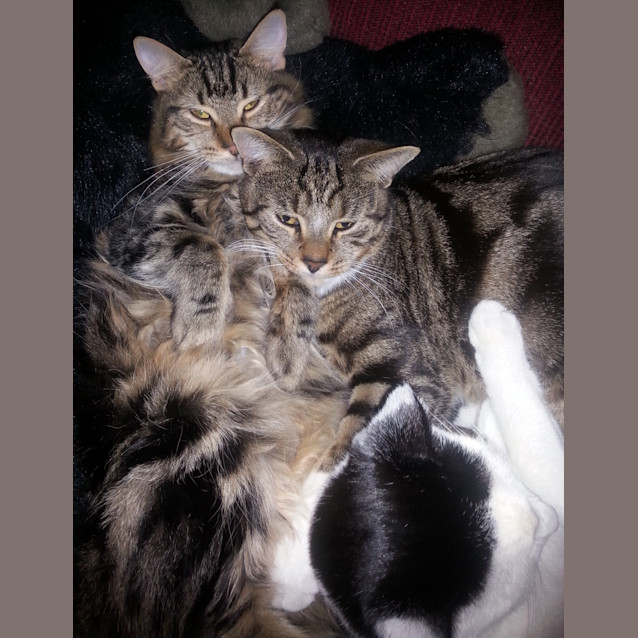 Photo of Perry (Kitteh)