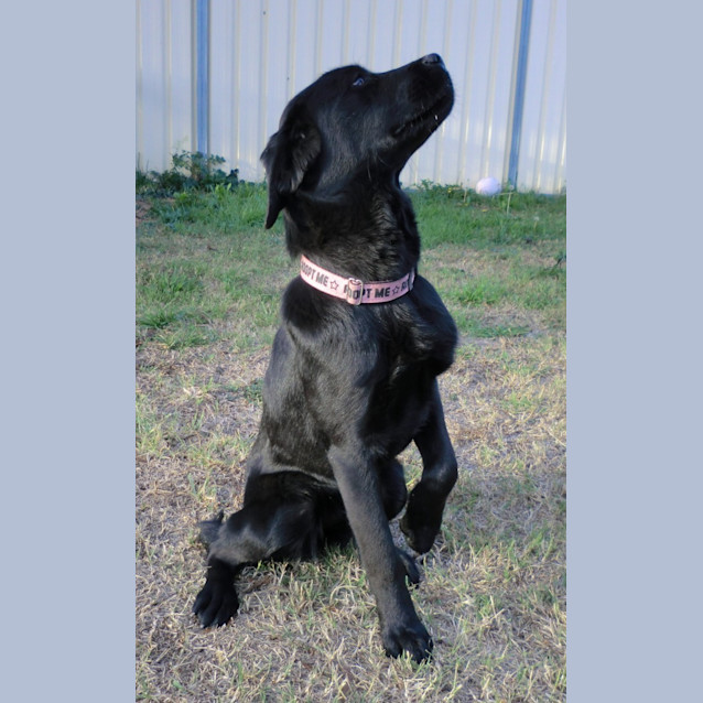 Photo of Delilah *On Trial In Her New Home*