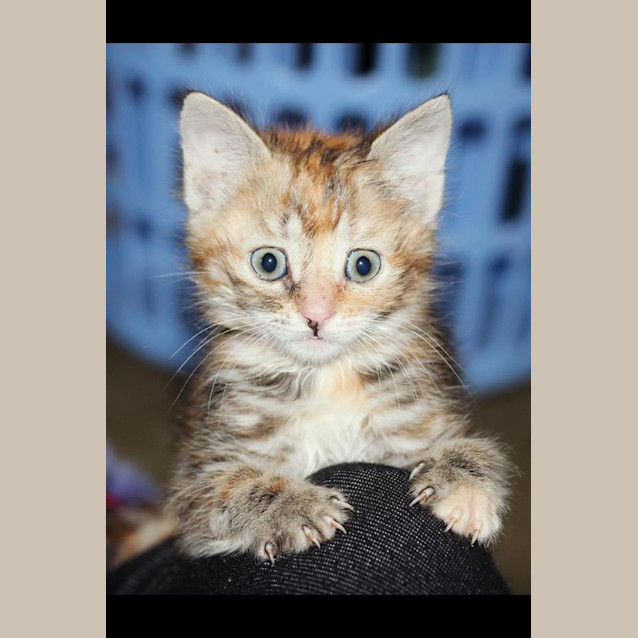 Photo of Dini