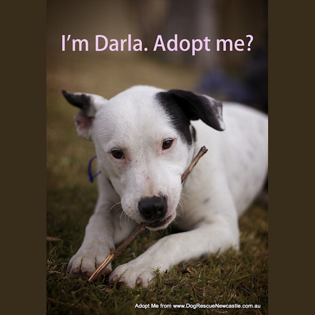 Photo of Darla (On Trial 11/8/14)